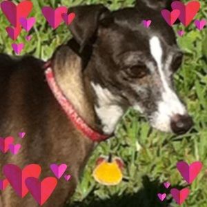 Meet your Posher, Lola